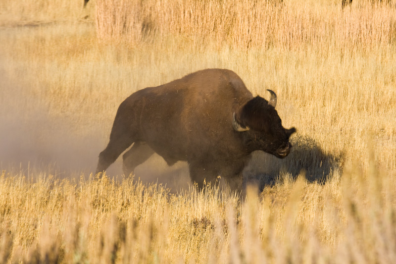 Bison Taking Dust Bath